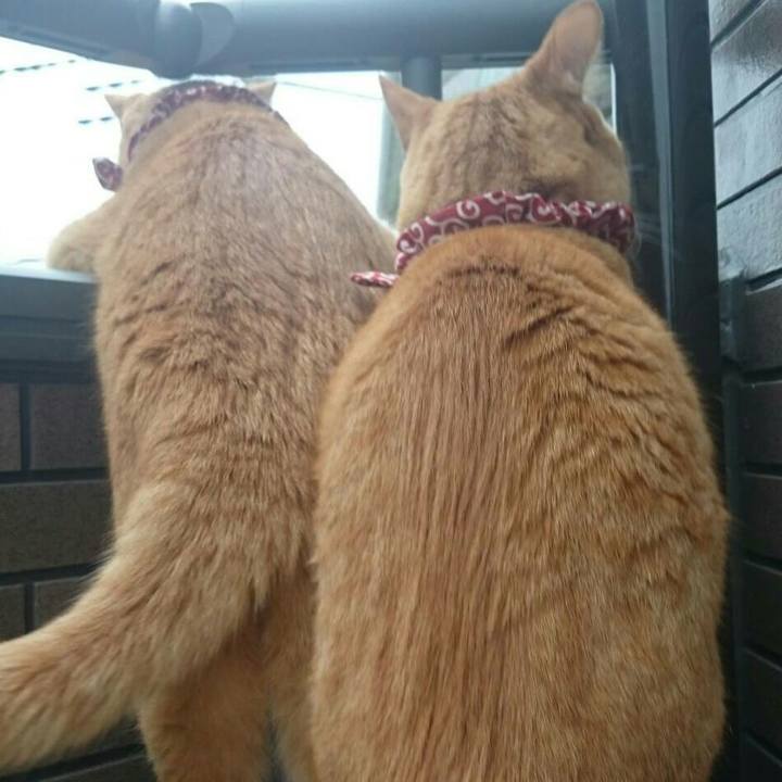 184fb9e2 d353 4431 b1f3 fc09b53106f2