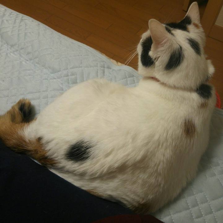 18500aa8 c0b1 463e 82d3 112a04e60d6d