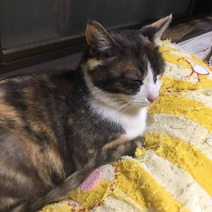 18559cba 500b 4cdb bd60 26cbca482a30