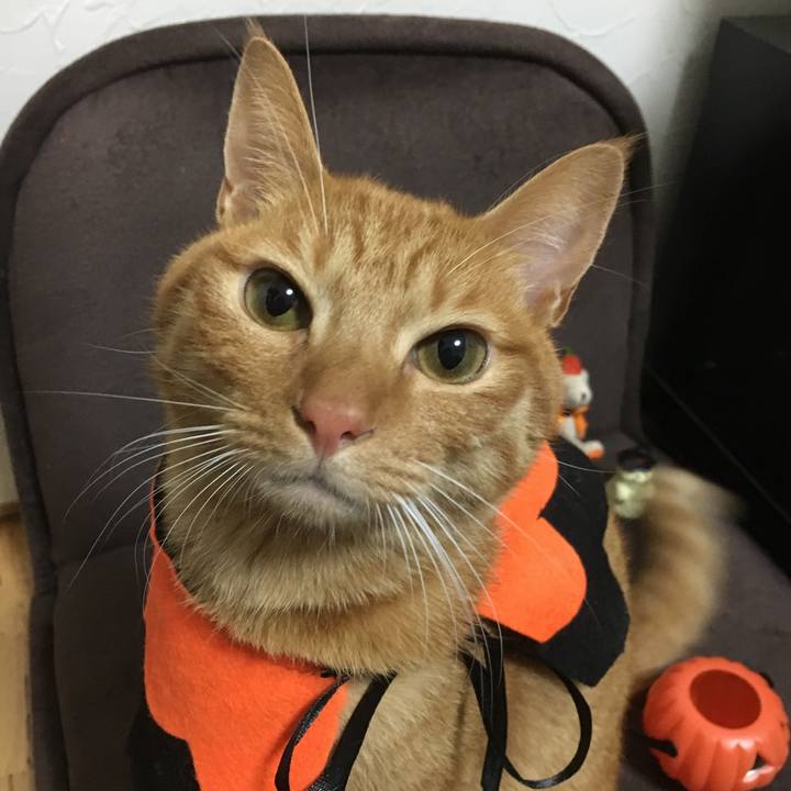 186e6b8a 3f22 4faf 8877 f1e1adc00297