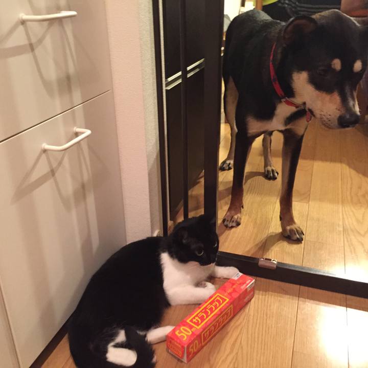 187295ab 007c 4e12 a7e1 c4fc840aaca2