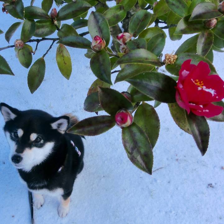 187331e8 15e4 452a a865 9cd153f6b49b