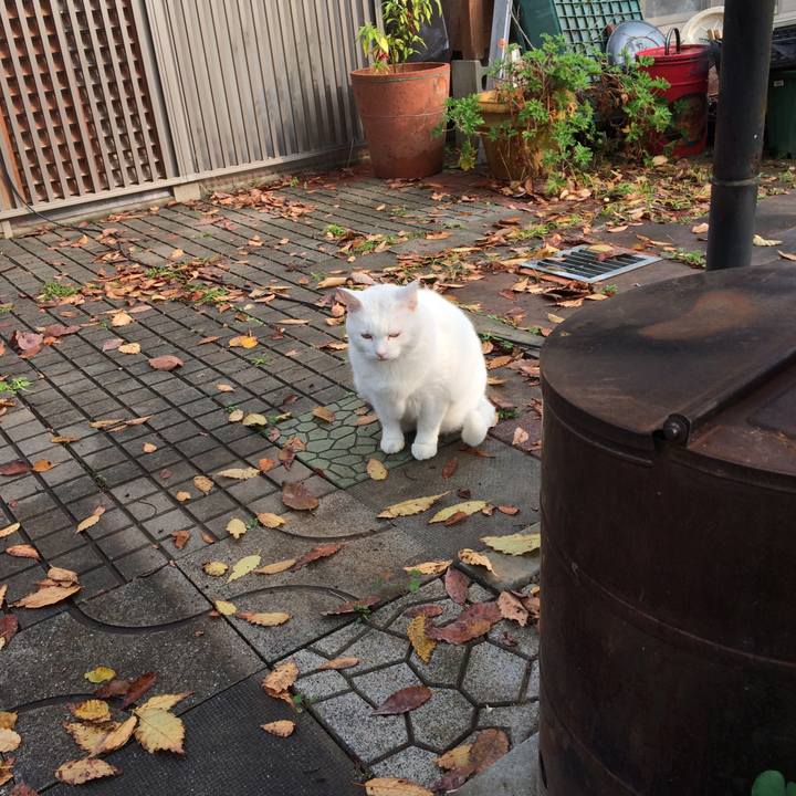 1884bbd0 4d56 4030 aa20 87a0275e545b