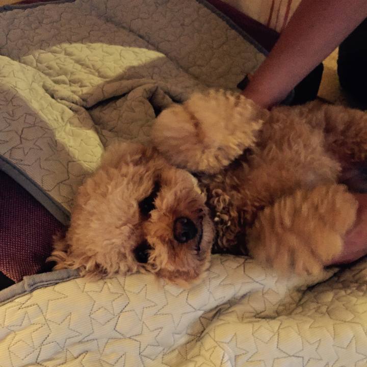 18a8133c 4039 4590 9039 21caff28d802