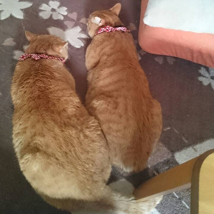 18accaa2 2139 4ddc afe8 c3f69f4131ff