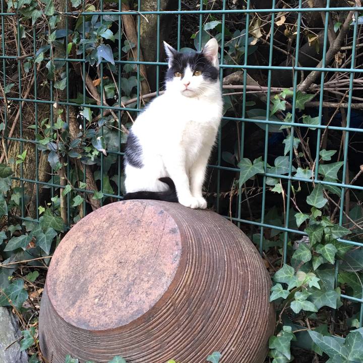 18c0cb07 bcf5 4560 8b3a 84fe06a78946