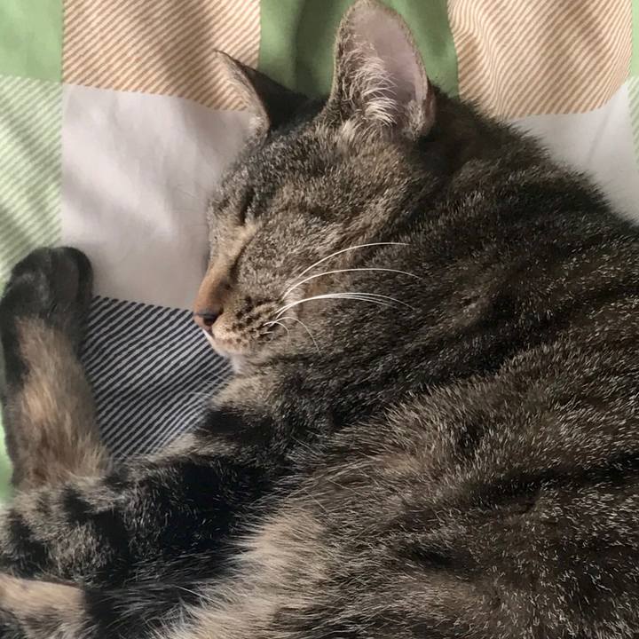 18c6fd22 a824 40b7 bec0 7a62bfb6e5d9