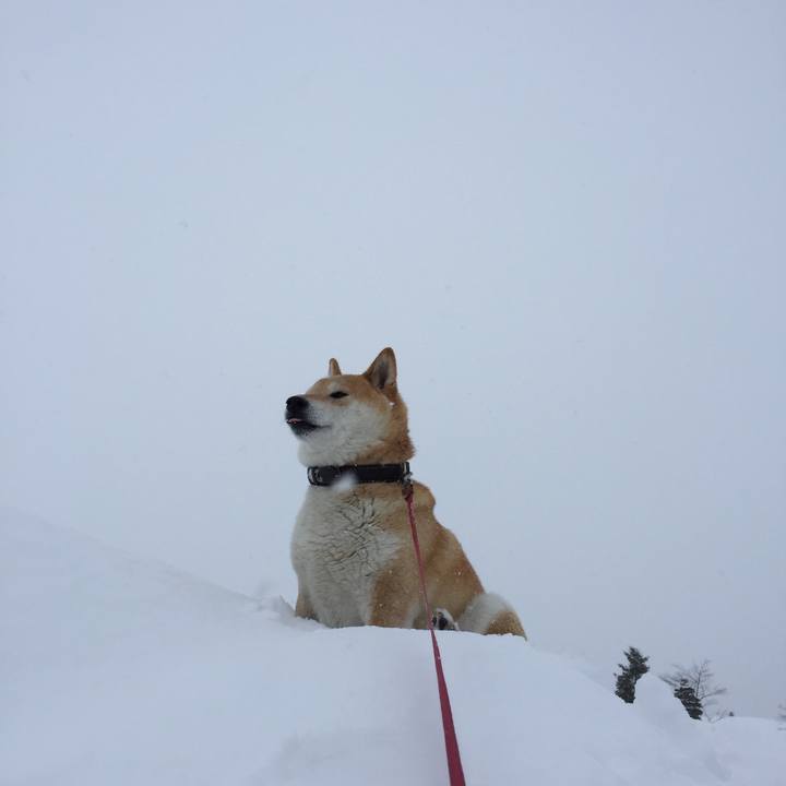 18c8421e c74c 43ce a8de 7c8f437b94b8