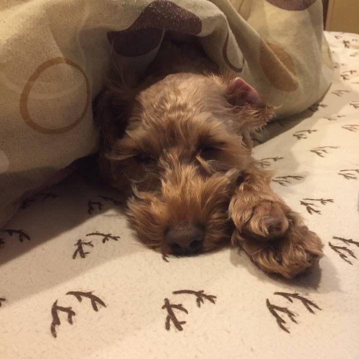 18c850c5 d522 4f2a 894f 684ae079695e