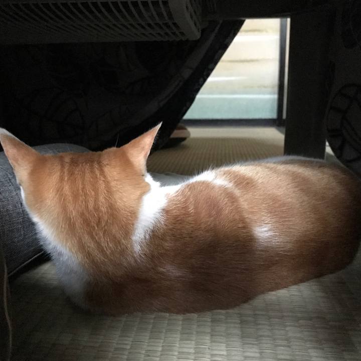 18cb1269 ed0c 4a5e 8b18 c0ce09b544a7