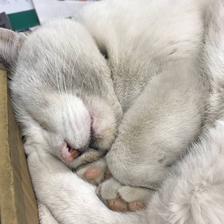 18fc726c 5e2e 4da9 a1d5 27ae6fd1d2e4