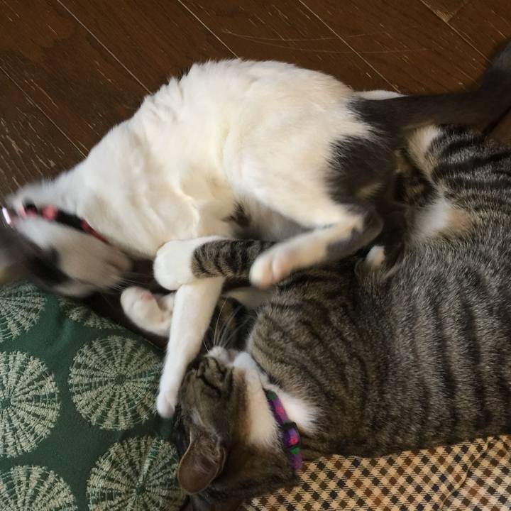 1926aa73 2479 419e bd0c 09a3eaf49f63