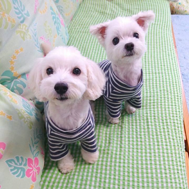 1930cfdc c9c6 4c4b 8755 bd9ce7021fbd