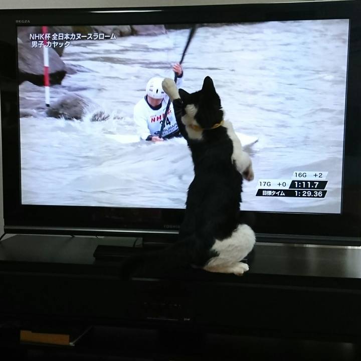 1936b617 6836 411d 951a d76ce0d3418e