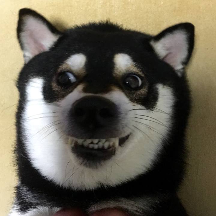 193b7eff 85b9 43f0 89d8 c4e131bceb1c