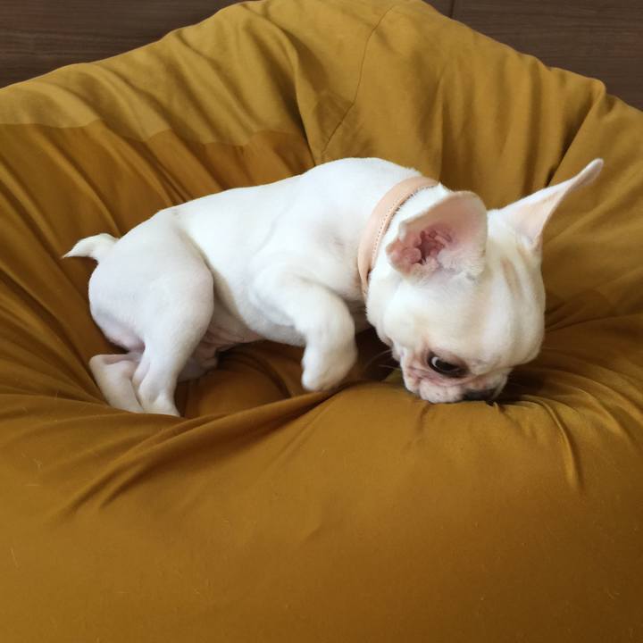 1949f1ee 605f 44de 9c6b 85dd8fa0377e