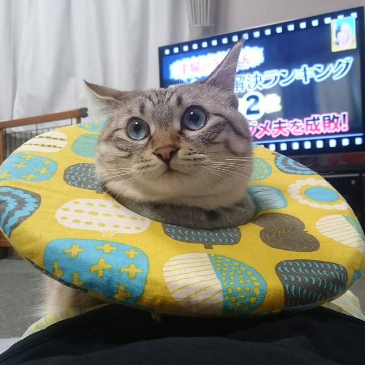 1950762e 1c11 4825 9e6e 3912d1953bc4