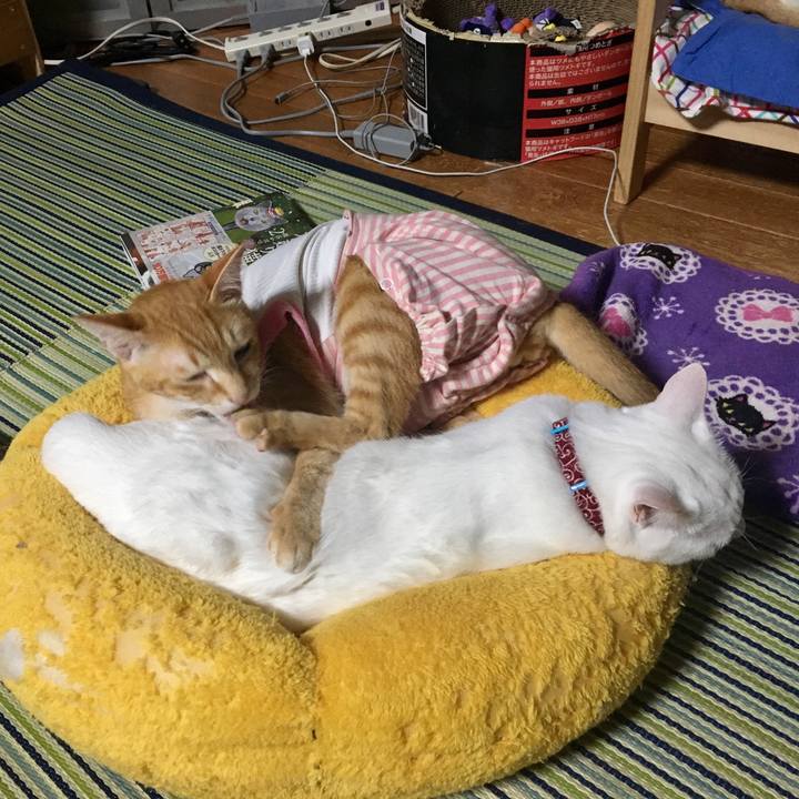 1958d63e 33a4 4055 ba68 d2db81ab1da7