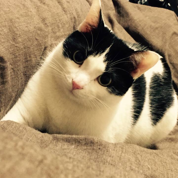 196d392b 4087 4628 bc73 532a9661c80d