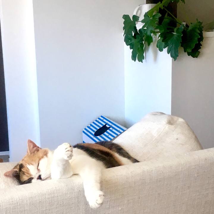 196fe65b a6d5 4bcd a4fb eaa8869e6ccc