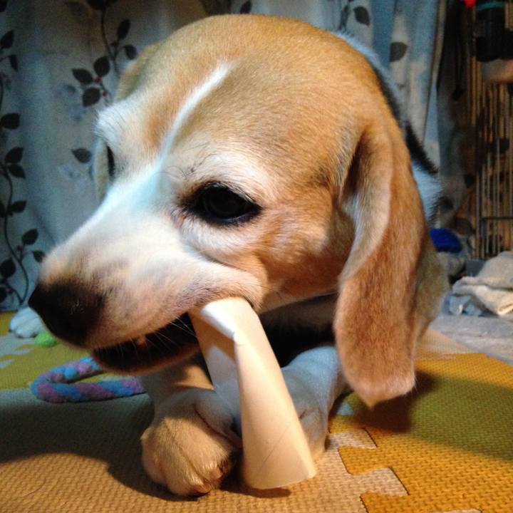 19706a77 398f 4b4f 95f0 29f9eeb5ff72