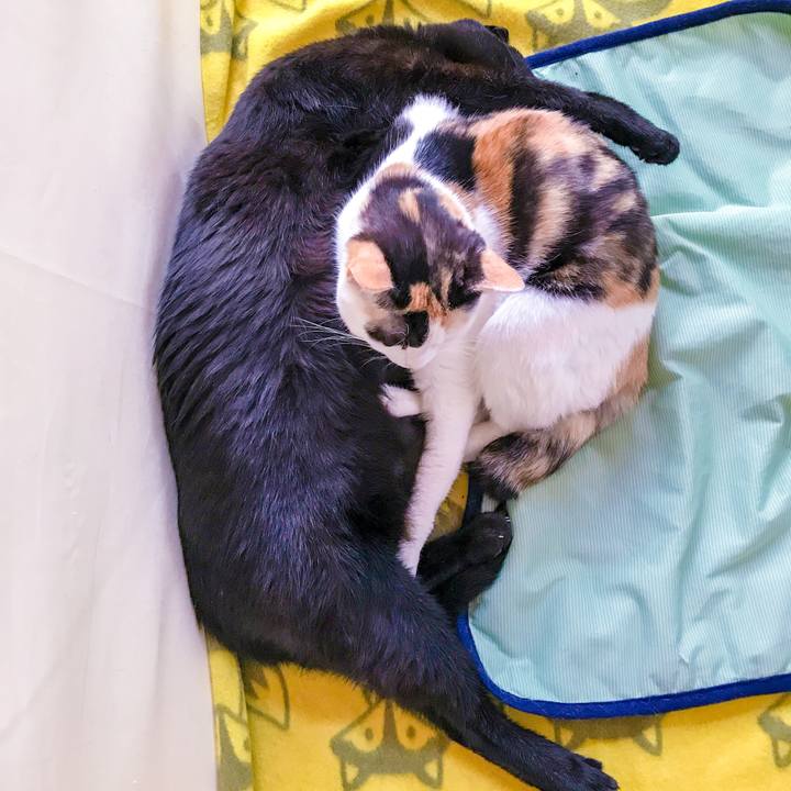 19730fd4 513f 467c 93d8 a4d2f4517c90