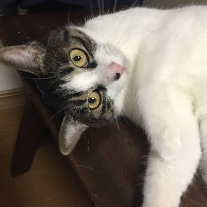 197a7caf 845e 4c3a b838 b35fabe1d8c8