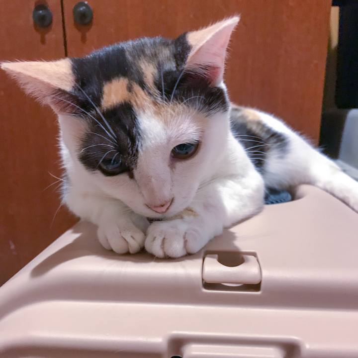 1982158c 72c6 4032 9fe7 4369b9a6f3c4