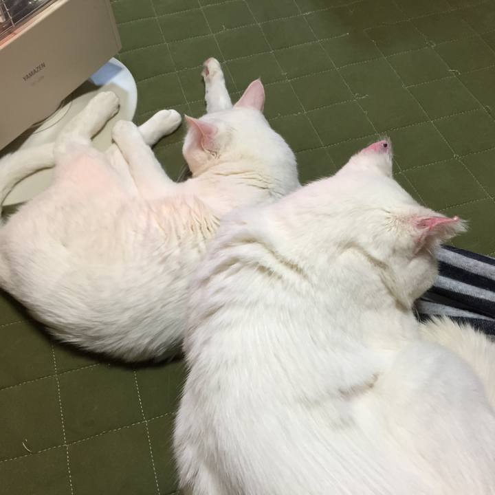 199a4a44 59a0 4b81 839a 1ab72902ee9e