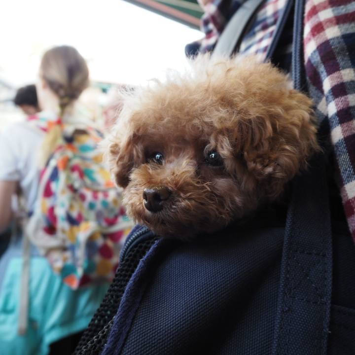 199a7655 957f 4977 8cd6 3fcc128e800e