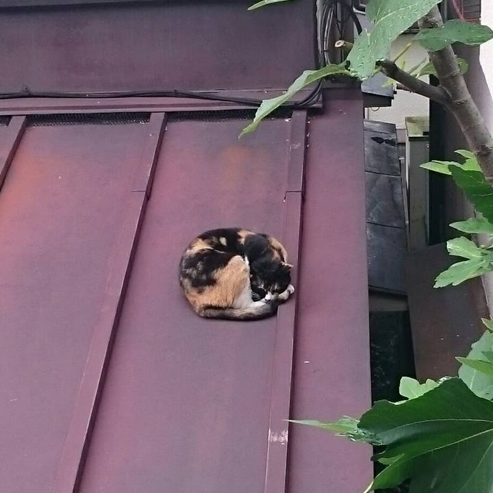 19a0bc44 fe72 4613 94af 2ad09c151cc0