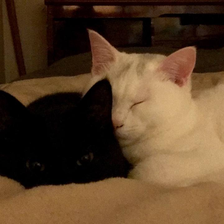 19a20a56 e390 48fa af1a 871f3757cff3