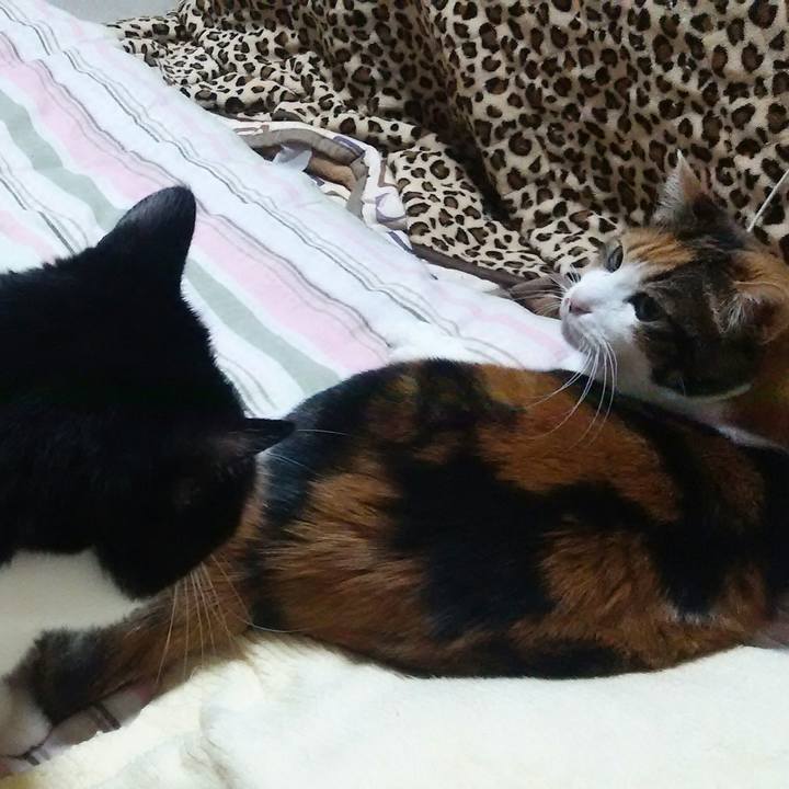 19a9aae8 af9a 4e80 b0c9 bda38d411489