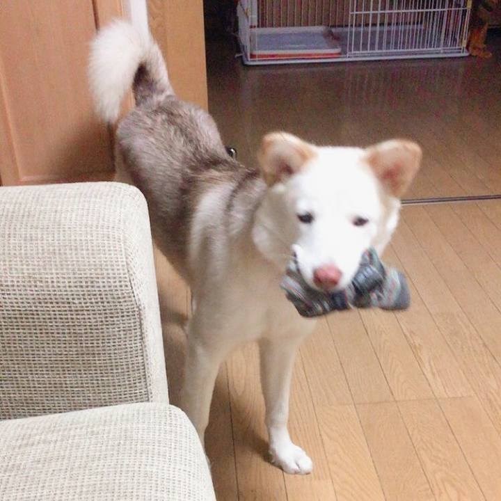 19af201c 9d47 496a bf19 3cc4838588df