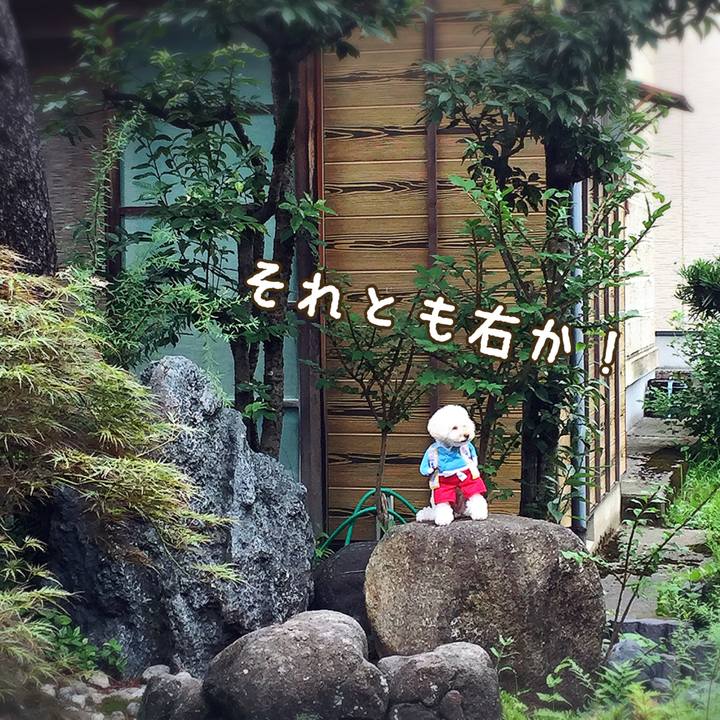 19b2adde 8b25 41c6 8773 f5f330a7b206