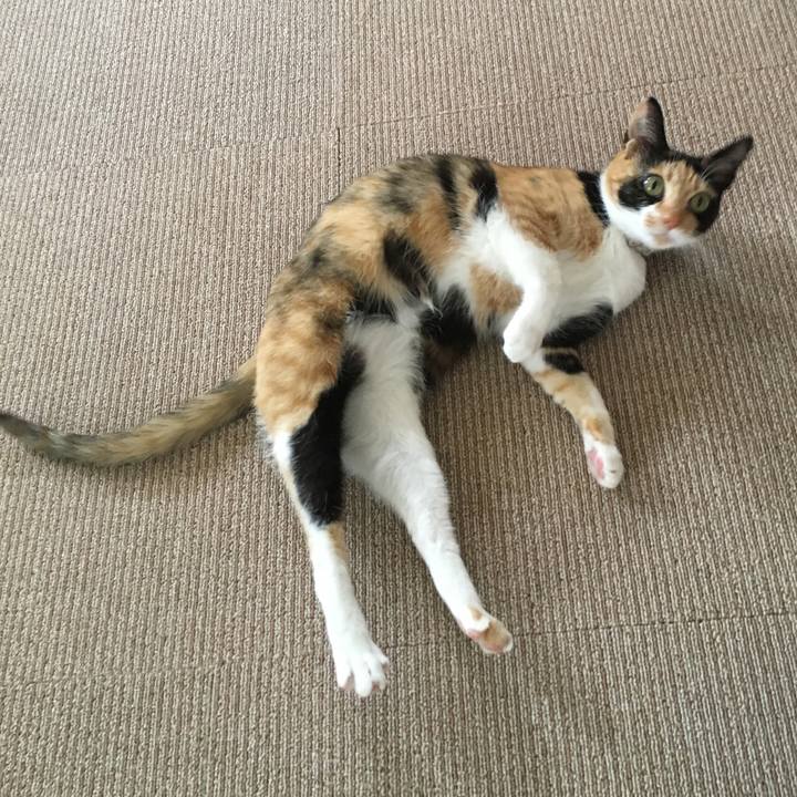 19c0366c ee1d 452c 8837 d108e2b44284