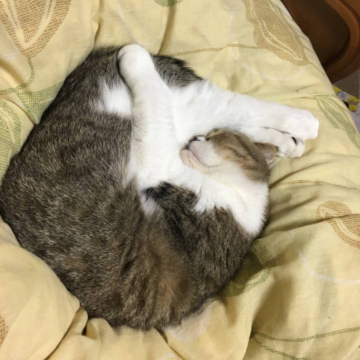 19c6c594 012e 45a4 a85a 093f1084ce3b