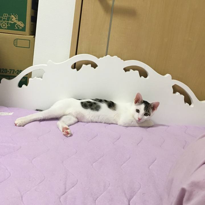 19c8de7f e6ab 4be7 8ab0 b61d9406ca64