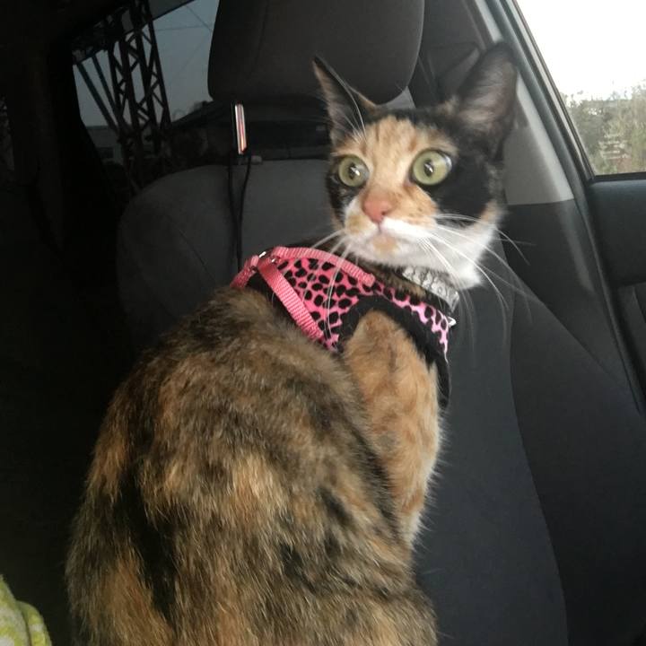 19cf2954 f8eb 40d4 b0db 6b74caf106fd