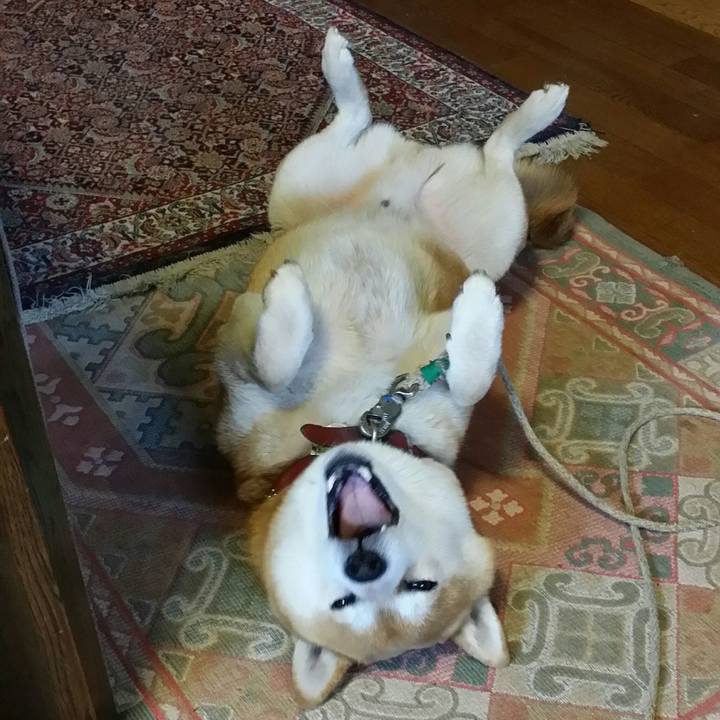 19d1262c 9879 432a a552 39558fe30117