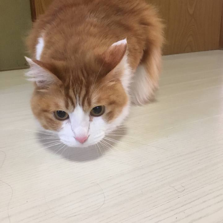 19dc1f7c d73f 4036 9acb bc282886738a