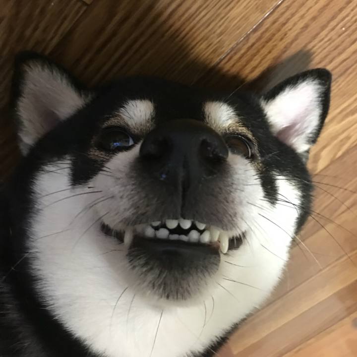 19e03caf 38a9 4447 991c cd2959f0db34