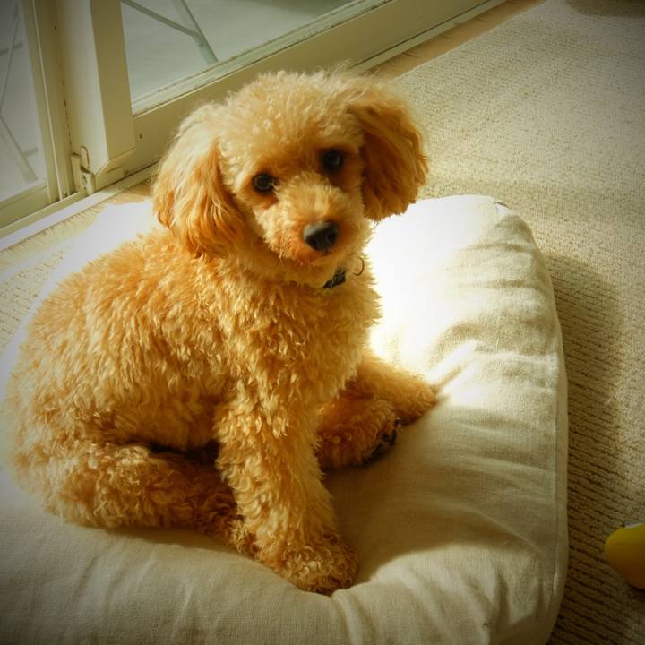 19e1e40f 0c8b 442a b4a3 15bde6d9ff72