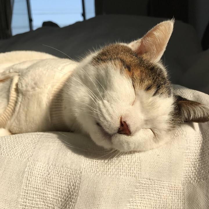 19e558c0 407e 4cbd aaab 168a2216c47e