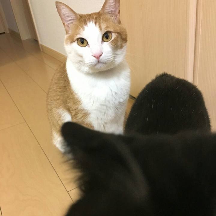 19eb9ae4 b48c 4420 9260 c0095bff424d