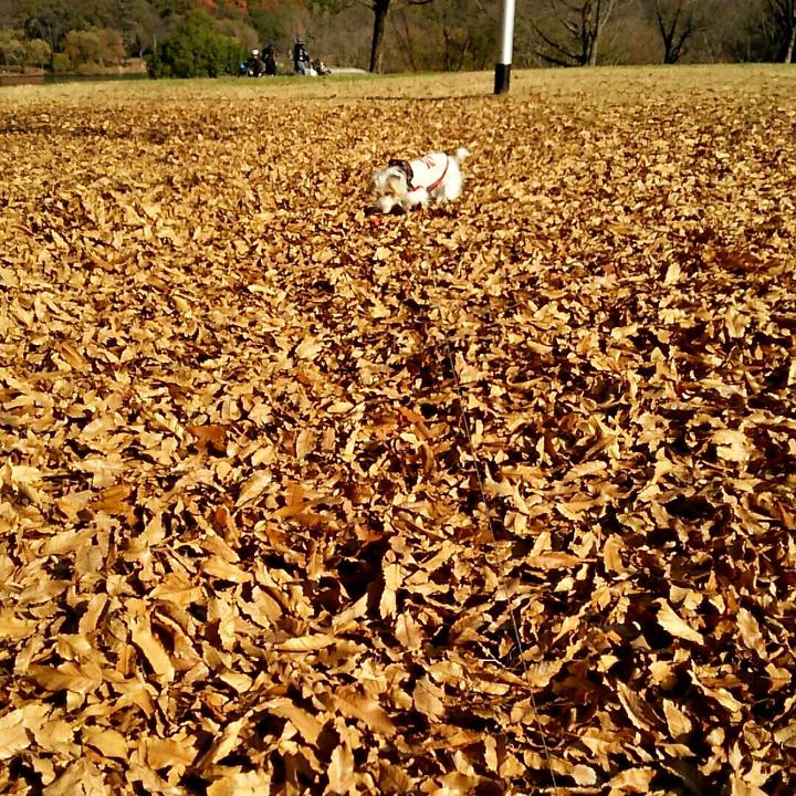 19f2a3d6 86aa 480d 8be8 af3507f587d9