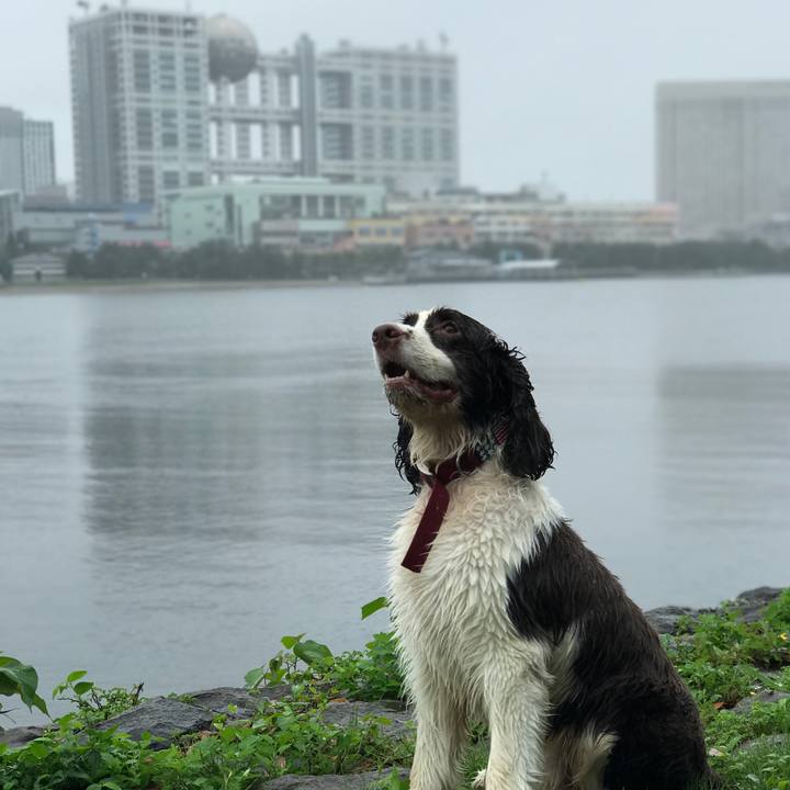 19f69d74 804b 44bd 8008 8cc2d91f0e86