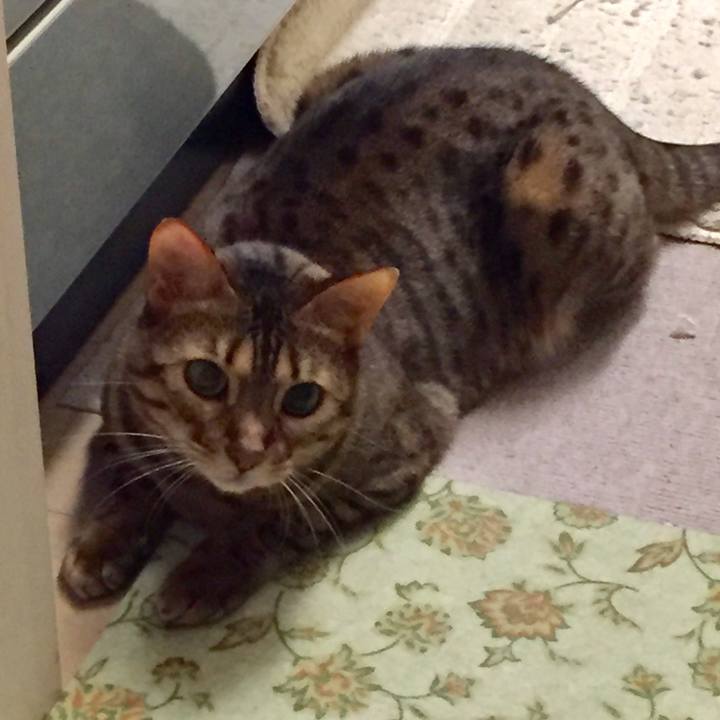 19fe50e2 a234 41d0 be3d 5736c3518c5b