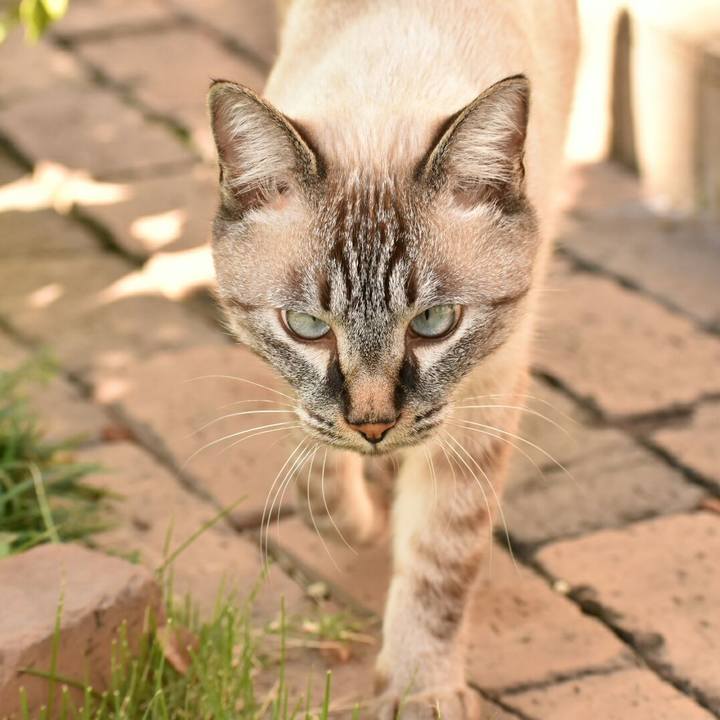 1a066269 dcf8 481b a981 351cbdf4dc4a