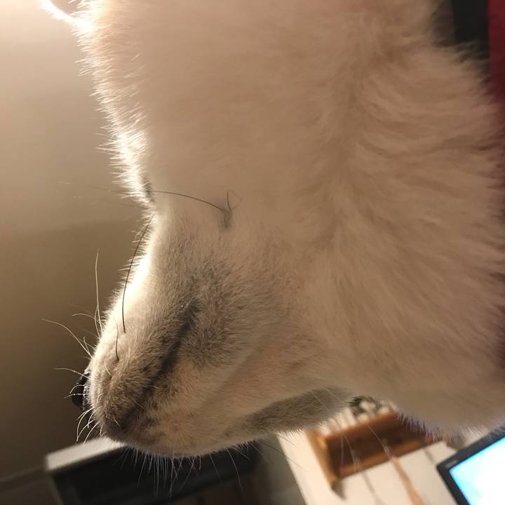 1a1a8c39 e94a 4ec8 b1c9 a6f360db828e